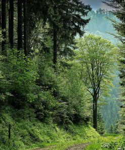 RESERVA VIAJE A LA SELVA NEGRA