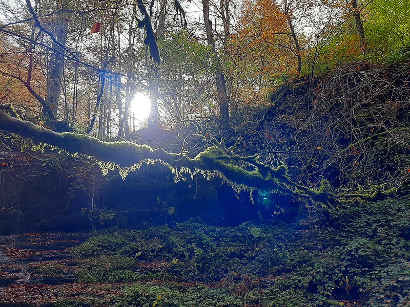 Selva de Irati noviembre
