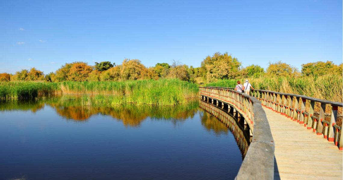 Pasarela de madera entre carrizos y agua en las Tablas de Daimiel