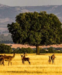 Viaje al Serengueti Español