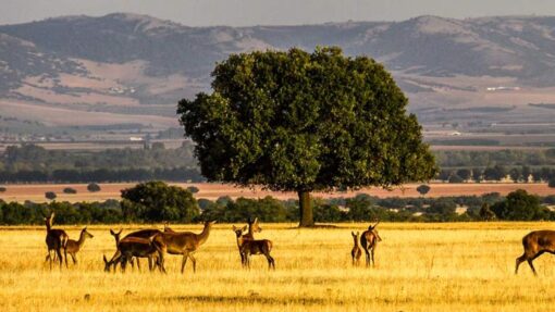 Viaje al Serengueti Español