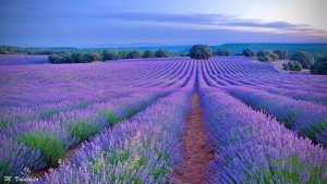 ESCAPADA FLORACIÓN LAVANDA