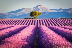 ESCAPADA FLORACIÓN LAVANDA