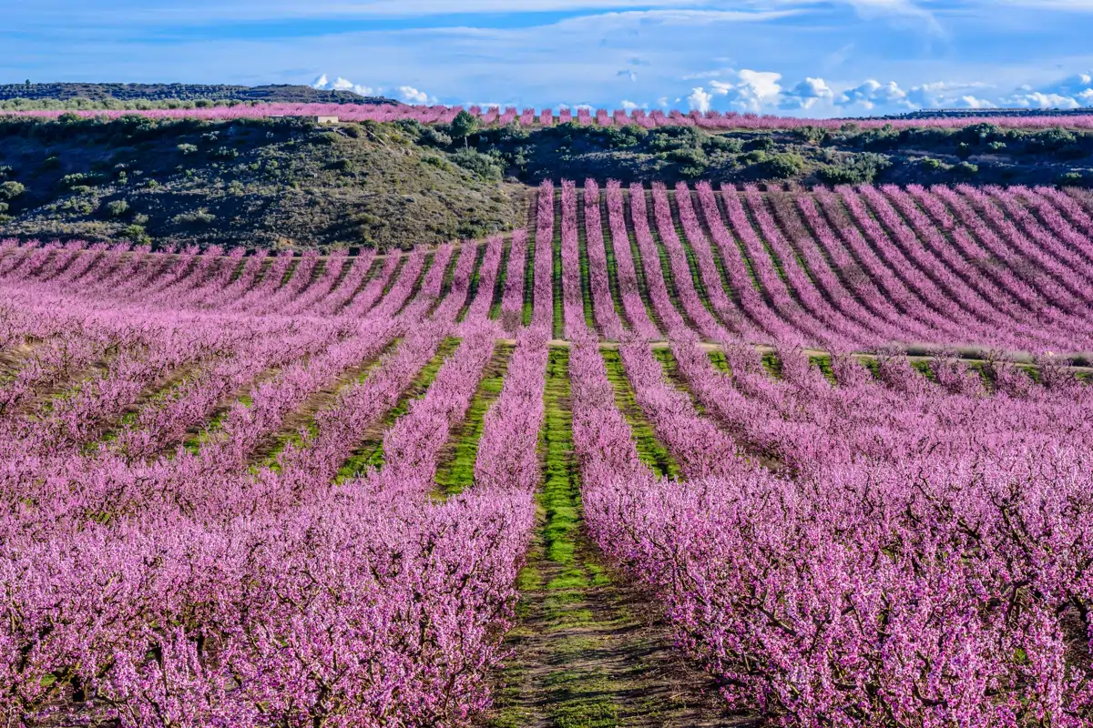 Campos de melocotoneros de Aitona en flor