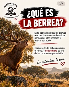 por qué los ciervos berrean